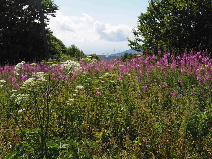 Le Grand Ballon (France)